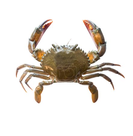 Téléchargez les photos : Scylla serrata, Crabe de boue dentelé, ou crabe frais, Caractéristiques du crabe noir La carapace est ronde, de forme ovale. Noir rougeâtre ou brun foncé. isolé sur fond blanc - en image libre de droit