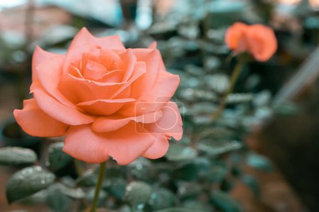Téléchargez les photos : Soft focus flou Belle rose pastel fleur fond nature - en image libre de droit