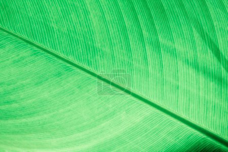 Photo for Green leaf detail line  texture background Natural wallpaper - Royalty Free Image
