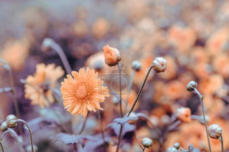 Téléchargez les photos : Belles fleurs de Chrysanthème fleurissant dans le champ. Couleurs vives, tons pastel. Textures naturelles. Contexte. - en image libre de droit