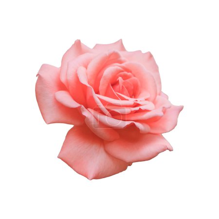 Téléchargez les photos : Belle rose vif rose isolé fond blanc - en image libre de droit