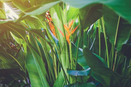 Foto de Aves del paraíso o Strelitziaceae flor en flor con luz del sol selva verde plantas naturaleza fondo. - Imagen libre de derechos