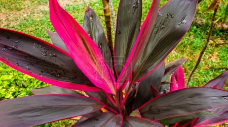 Téléchargez les photos : Feuille ou plante Cordyline fruticosa laisse rose fond de nature tropicale coloré vif. Photo mobile - en image libre de droit