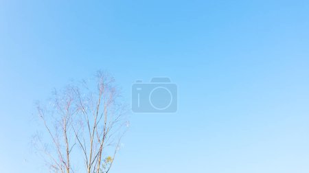 Foto de Ramitas secas en primavera sobre un fondo de cielo azul, copia espacio para tu texto. - Imagen libre de derechos