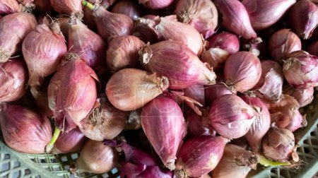 A pile of fresh shallots are sold at the fresh market.
