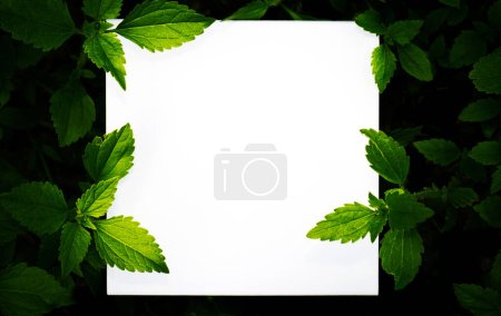 Téléchargez les photos : Conception Mise en page créative faite de feuilles vertes avec une note de carte de papier blanc pour une utilisation. Concept de nature - en image libre de droit