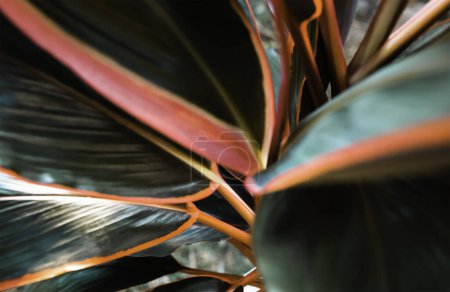 Téléchargez les photos : Focus sélectif Feuille ou plante Cordyline fruticosa feuilles calmant corail coloré vif fond de nature tropicale - en image libre de droit
