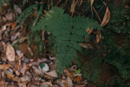 Photo for Fern leaves in deep forest texture background top view - Royalty Free Image