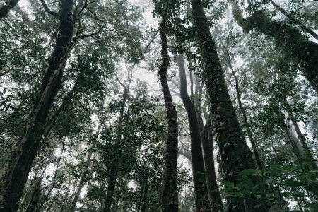 Téléchargez les photos : Le paysage des arbres dans la forêt profonde est épais avec de la brume et de la lumière en hiver et frais le matin en Thaïlande. angle de soulèvement - en image libre de droit
