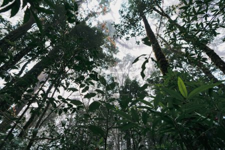 Foto de El paisaje de los árboles en el bosque profundo es espeso con niebla y luz en invierno y fresco por la mañana en Tailandia. ángulo ascendente - Imagen libre de derechos