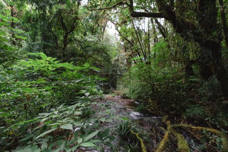 Foto de Selva con arroyos que fluyen a través del agua es un valle rodeado de vegetación, bosque siempreverde y niebla por la mañana en Kew Mae Pan, Inthanon, Chiang Mai, norte de Tailandia. - Imagen libre de derechos