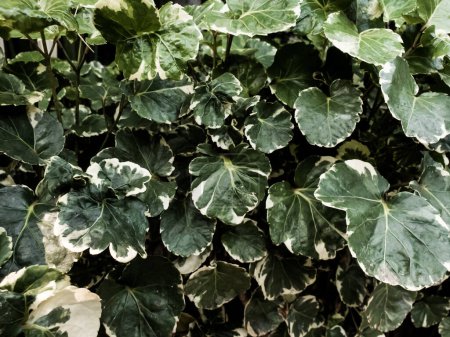 Ariegated Balfour aralia oder Polyscias Balfouriana ist grün mit weißen Blättern Textur Natur Hintergrund. Baumpflanzen Gartenarbeit am Haus