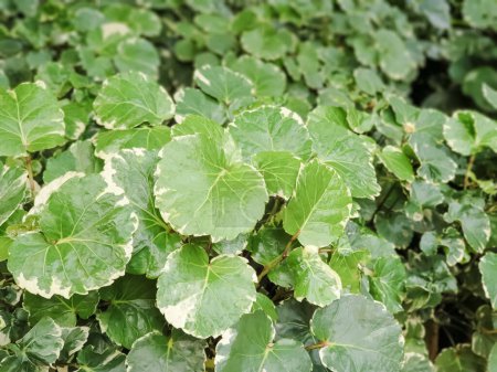 Ariegated Balfour aralia o Polyscias Balfouriana es verde con hojas blancas textura naturaleza fondo. plantaciones de árboles jardinería en la casa