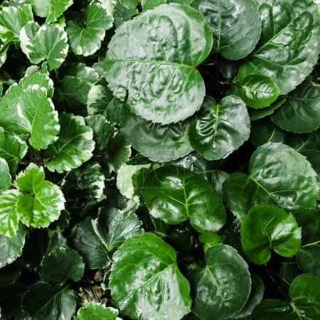 Ariegated Balfour aralia oder Polyscias Balfouriana ist grüne Blätter Textur Natur Hintergrund. Baumpflanzen Gartenarbeit am Haus
