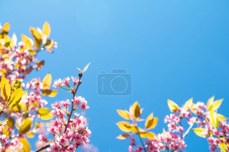 Téléchargez les photos : Les fleurs Sakura fleurissent en pleine floraison, prenant des photos de l'angle surplombant le ciel bleu. Laissez de la place pour les lettres. - en image libre de droit
