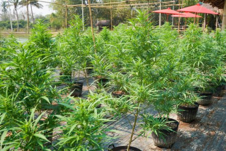 Foto de Plantas de marihuana floreciendo en el jardín - Imagen libre de derechos