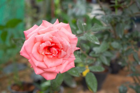 Téléchargez les photos : Floraison de rose rose dans le jardin - en image libre de droit