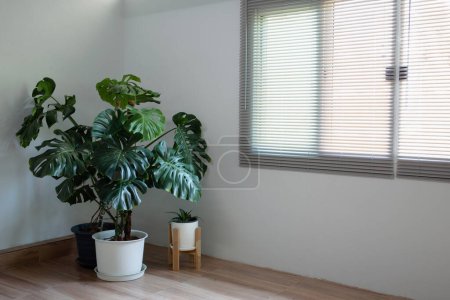 Photo for Monstera plant in a white pot Placed on a tiled wooden floor In a house with curtain blinds, Leave space for use. - Royalty Free Image
