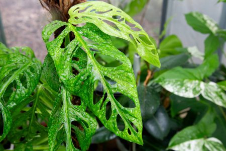 Feuille de fenêtre d'une plante de la famille des bétels, son nom scientifique est Monstera obliqua. Il appartient à la famille des Araceae. C'est une plante douce rampante qui peut vivre pendant de nombreuses années. Populaire pour décorer la maison.