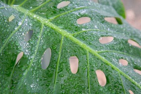 plant of monstera tree with drop water green leaves in a pot at the garden green background close up