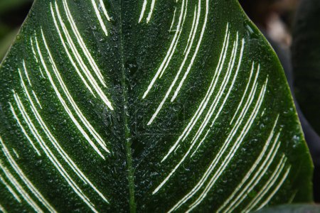 Foto de Primer plano, Calathea Orbifolia maceta con gota de agua hojas verdes textura en una maceta en el fondo verde jardín. - Imagen libre de derechos