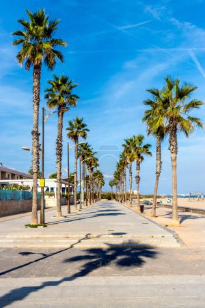 Téléchargez les photos : Promenade avec palmiers en première ligne de plage à Valencia. - en image libre de droit