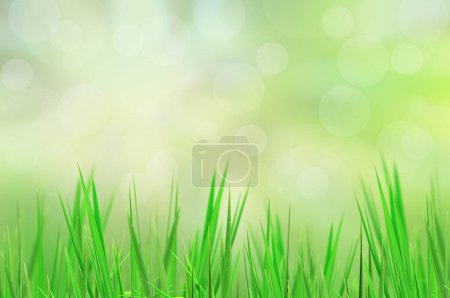 Foto de La hierba fresca con luz se refleja en la mañana - Imagen libre de derechos