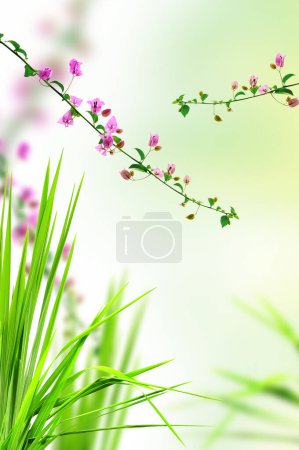 Foto de La flor rosada y la hierba fresca con la luz se reflejan en la mañana - Imagen libre de derechos