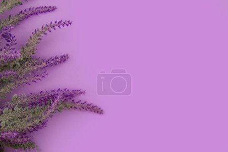 Lavendelblüten liegen auf lila Hintergrund mit Kopierraum