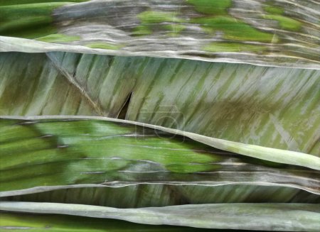Photo for Banana leaf with rapid drying organic. - Royalty Free Image