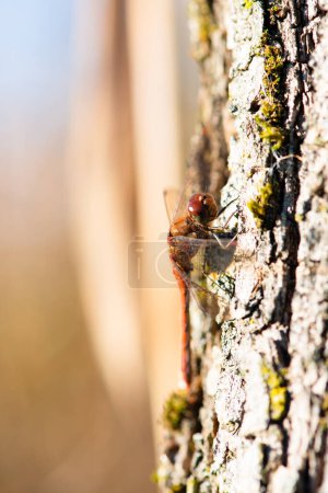 Photo for Red dragonfly, Neurothemis fluctuans is sitting on a wood, Haff Reimich nature reserve in Luxembourg - Royalty Free Image