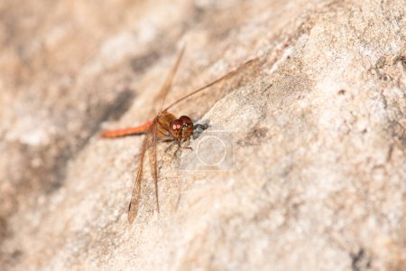 Photo for Red dragonfly, Neurothemis fluctuans is sitting on a stone, Haff Reimich nature reserve in Luxembourg - Royalty Free Image