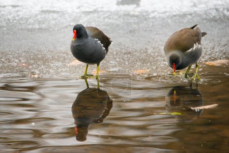 Foto de Gallinula común, Gallinula galeata moorhen agua potable, estanque congelado y cubierto de nieve en invierno, aves - Imagen libre de derechos