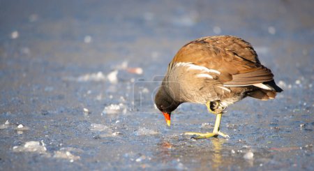 Photo for Common gallinule, Gallinula galeata moorhen waddle over frozen and snow covered pond in winter, birds - Royalty Free Image