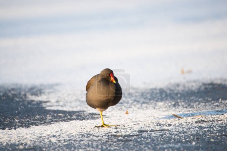 Photo for Common gallinule, Gallinula galeata moorhen drinking water, frozen and snow covered pond in winter, birds - Royalty Free Image