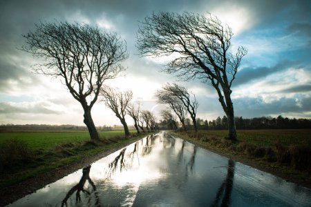 Photo for Road with trees in a stormy weather with rain and wind, empty street in Romo, Denmark in the winter, dark dramatic clouds - Royalty Free Image
