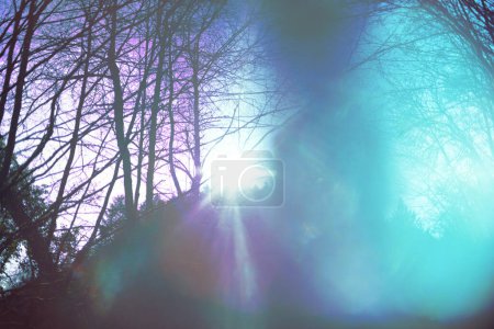 Téléchargez les photos : Ondes psychiques de lumière dans la forêt, spiritualité et croyance religieuse, dimension intérieure, croissance personnelle, esprit saint - en image libre de droit