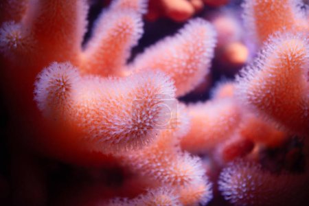 Photo for Alcyonium digitatum or dead man's fingers, soft coral of the coast of northern Atlantic ocean and South Pacific, polyps colony, furry appearance, Alcyoniidae - Royalty Free Image