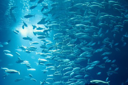 Téléchargez les photos : Ecole de poissons nageant dans l'eau, animaux de l'océan, poissons sardinelles, écosystème et environnement - en image libre de droit