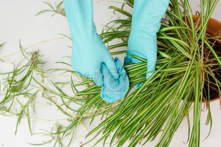 Cleaning the leaves of a spider plant with a rag, florist washing leaf of houseplant with water, gardening 