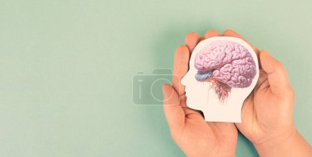 Photo for Holding a brain in the hands, Parkinson disease, Alzheimer awardness, mental disorder dementia, psychology problems, adhd, cerebral vein thrombosis - Royalty Free Image