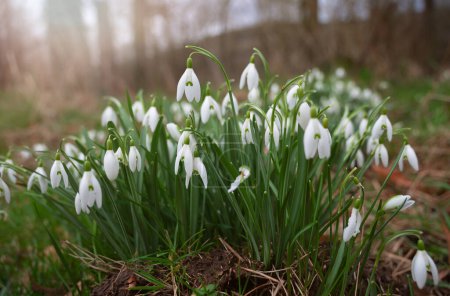 Snowdrop flowers blooming in winter and spring, sunlight shinning through the blossoms and leaves, first wildflower in sprintime 