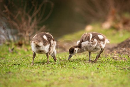 Egyptian goose chick, alopochen aegyptiaca in the spring, animal and water bird 