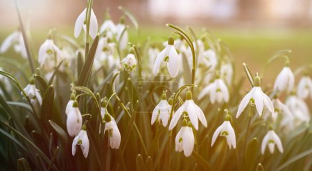 Snowdrop flowers blooming in winter and spring, sunlight shinning through the blossoms and leaves, first wildflower in springtime 