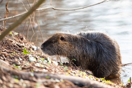 Nutria, coypu herbivorous, semiaquatic rodent member of the family Myocastoridae on the riverbed, baby animals, habintant wetlands, river rat