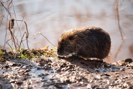 Photo for Nutria, coypu herbivorous, semiaquatic rodent member of the family Myocastoridae on the riverbed, baby animals, habintant wetlands, river rat - Royalty Free Image