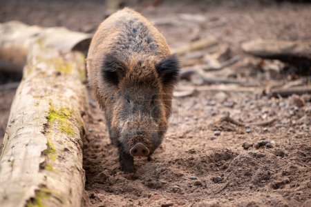 Photo for Wild boar in the forest, sus scrofa, swine or pig, wildlife in the woodland, animal in Europe - Royalty Free Image