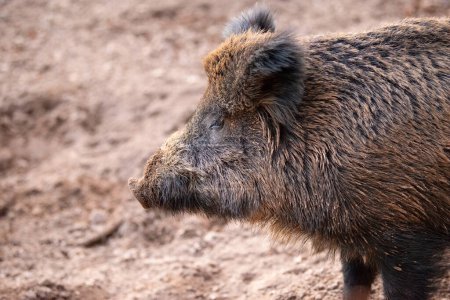 Photo for Wild boar in the forest, sus scrofa, swine or pig, wildlife in the woodland, animal in Europe - Royalty Free Image