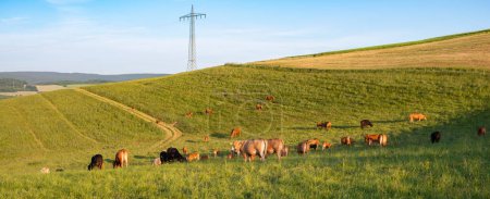Cows grazing on pasture in Germany, species appropriate animal husbandry, farmland meadow 