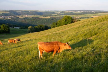 Kühe auf der Weide in Deutschland, artgerechte Tierhaltung, Ackerland-Weide 